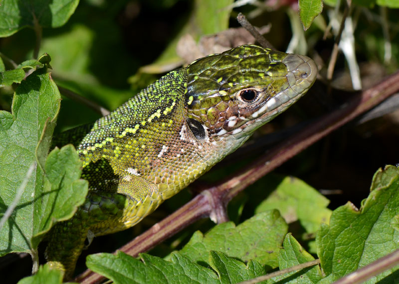 Lacerta bilineata